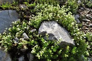 26 Caglio del Monte Arera (Galium montis Arerae)